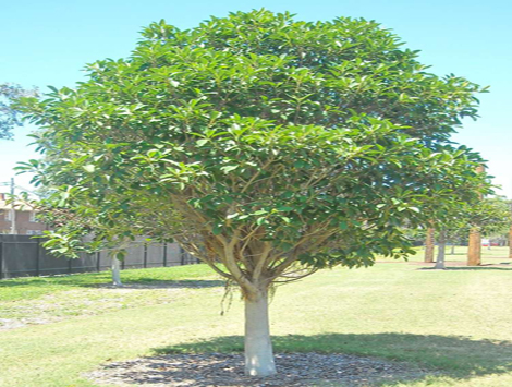 Redfern Park