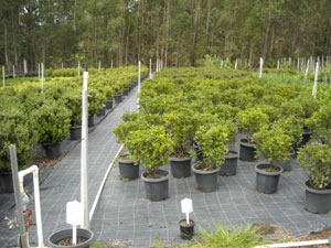 Nursery Image